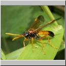 Tenthredo campestris - Blattwespe 12.jpg